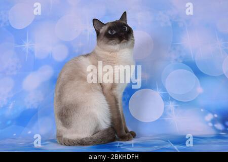 cat show su sfondo pieno di colore thai seal point maschio adulto Foto Stock