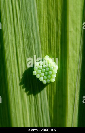 Comune Verde Shieldbug - Palomena prasina 28 uova di nuova posa Foto Stock