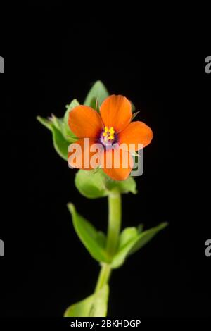 Un esempio di un Pimpernel di Scarlet fiorito, Anagellis arvensis, fotogaphed su uno sfondo nero. Dorset England GB Foto Stock