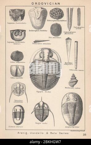 FOSSILI BRITANNICI. Ordovician - Serie Arenig, Llandeilo e Bala. STANFORD 1907 Foto Stock