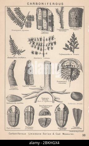 FOSSILI BRITANNICI. Carboniferous Calcari Serie & carbone misure. STANFORD 1907 Foto Stock