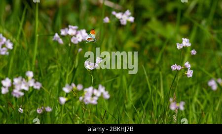 Farfalla con punta d'arancia (Andhocaris cardamines) che vola verso i fiori del prato, Regno Unito Foto Stock