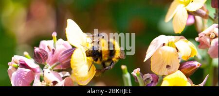 Spazio per la natura - Vista ravvicinata di un'unica ape bomba / Bombus sprp raccolta di polline e nettare dalle teste di fiori di Erysimum Foto Stock