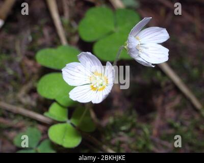 Primo piano di Oxalis acetosella (legno sorrel o comune legno sorrel), una pianta rizomatosa fioritura della famiglia Oxalidaceae, comune nella maggior parte dell'Europa A. Foto Stock