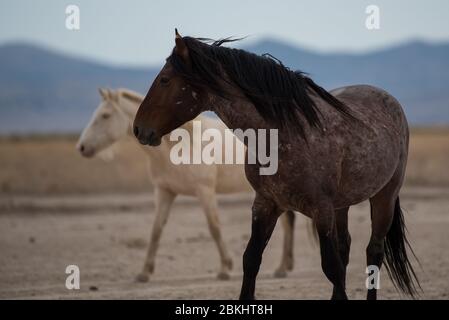 I Mustangs selvaggi vagano liberamente nel deserto occidentale dello Utah, Stati Uniti. Questo greto di cavalli fa parte del gregge del Monte Onaqui. Sono protetti dal gov't. Foto Stock