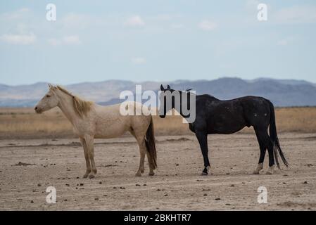 I Mustangs selvaggi vagano liberamente nel deserto occidentale dello Utah, Stati Uniti. Questo greto di cavalli fa parte del gregge del Monte Onaqui. Sono protetti dal gov't. Foto Stock
