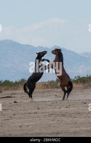 I Mustangs selvaggi lottano per il territorio e il diritto di sposarsi. Questi Mustangs fanno parte del gruppo di Onaqui Mountain nello Utah occidentale, Stati Uniti. Foto Stock