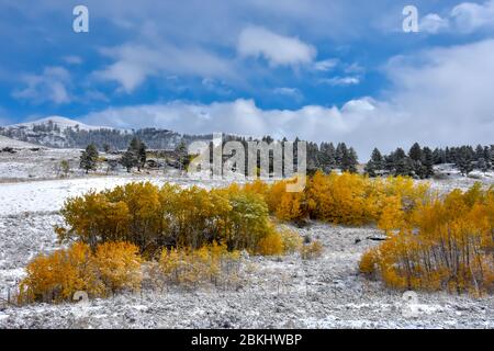 Una polvere di neve in autunno al Parco Nazionale di Yellowstone. Foto Stock