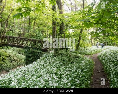 una vista di due persone in distanza raccogliendo selvatico Aglio di foresta di legno in fiore terreno di schiarimento che copre in Shorwell con il sentiero del ponte wi Foto Stock