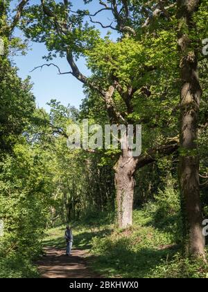 Un uomo che si erge su un sentiero che guarda su di un vecchio antico maestoso alto albero di quercia maturo Foto Stock