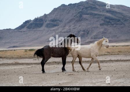 I Mustangs selvaggi vagano liberamente nel deserto occidentale dello Utah, Stati Uniti. Questo greto di cavalli fa parte del gregge del Monte Onaqui. Sono protetti dal gov't. Foto Stock