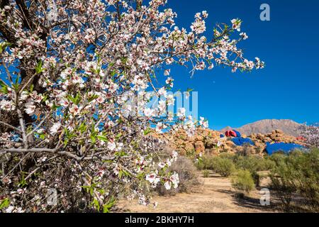 Marocco, regione di Souss-massa, dintorni di Tafroute, villaggio di Aguerd Oudad, mandorle in fiore e rocce dipinte dall'artista belga di plastica Jean Verame sullo sfondo Foto Stock