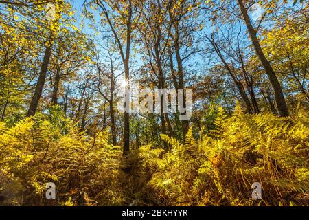 USA, Virginia, Parco Nazionale di Shenandoah in autunno Foto Stock