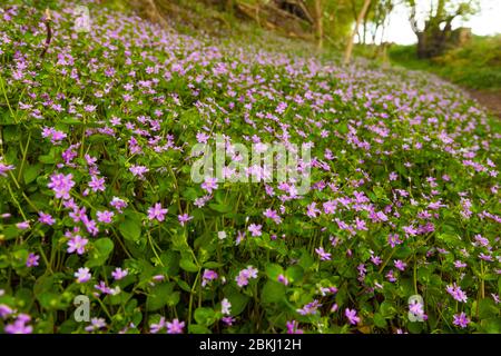 Purslane rosa una pianta di bosco che ha il sapore di barbabietola Foto Stock