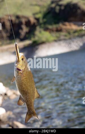 catturato un piccolo spigola bocca sul fiume Foto Stock