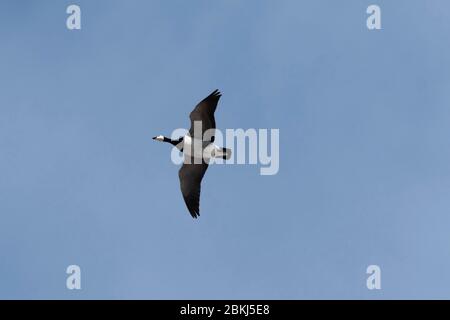 Isbjornhamna, Hornsund Bay, Spitsbergen, Svalbard Islands, Norvegia, Foto Stock