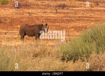 Namibia, Damaraland, Palmwag, campo di Rhino, che studia e protegge gli ultimi esemplari selvatici di rinoceronte di montagna nera, Dideros bicornis Foto Stock
