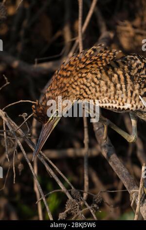 Rufescent Tiger-Heron (Tigrisoma lineatum), immaturo, Pantanal, Mato Grosso, Brasile Foto Stock