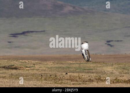 Un maschio kori bustard (Ardeotis kori) mostra, cratere Ngorongoro, Ngorongoro conservazione Area, Serengeti Foto Stock