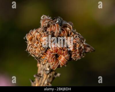 Germoglio di fiori secchi durante la caduta tardiva nella foresta. Messa a fuoco selettiva. Foto Stock