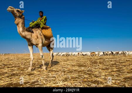 Sudan, sud del Cordofan, Nuba Hills, Baggara pastore a bordo di un dromedario Foto Stock