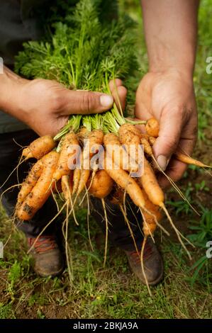 Francia, Parigi, ristorante Alain Passard, l'orto che raccoglie carote Foto Stock