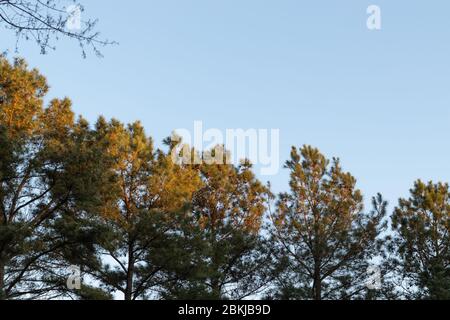 Il sole splende su alti alberi di pino mentre sta cominciando a tramontare. Foto Stock