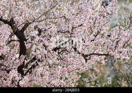 Francia, Bouches du Rhone, Parco naturale regionale delle Alpilles, Les Baux de Provence, etichettato Les Plus Beaux Villages de France, fiore di mandorle Foto Stock