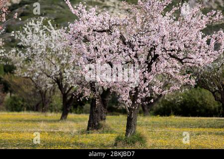 Francia, Bouches du Rhone, Parco naturale regionale delle Alpilles, Les Baux de Provence, etichettato Les Plus Beaux Villages de France, fiore di mandorle Foto Stock