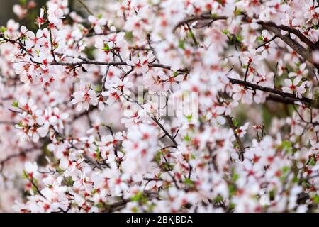 Francia, Bouches du Rhone, Parco naturale regionale delle Alpilles, Les Baux de Provence, etichettato Les Plus Beaux Villages de France, fiore di mandorle Foto Stock