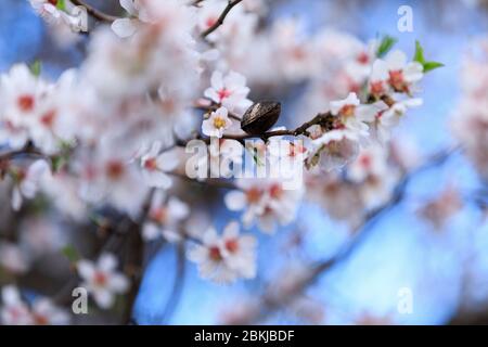Francia, Bouches du Rhone, Parco naturale regionale delle Alpilles, Les Baux de Provence, etichettato Les Plus Beaux Villages de France, fiore di mandorle Foto Stock