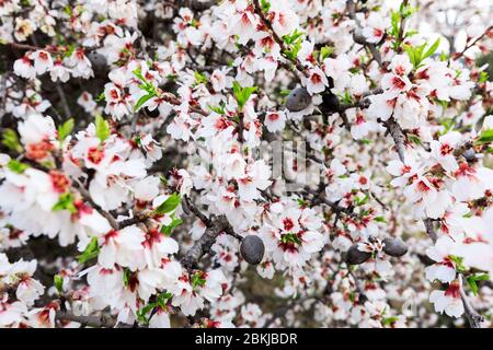 Francia, Bouches du Rhone, Parco naturale regionale delle Alpilles, Les Baux de Provence, etichettato Les Plus Beaux Villages de France, fiore di mandorle Foto Stock