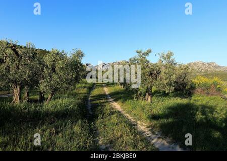 Francia, Bouches du Rhone, Parco Naturale Regionale delle Alpilles, Aureille Foto Stock