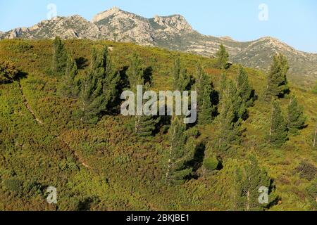 Francia, Bouches du Rhone, Parco Naturale Regionale delle Alpilles, Aureille Foto Stock