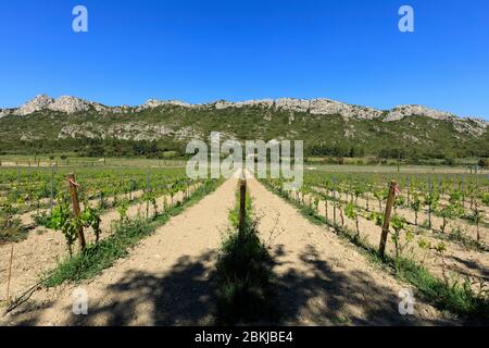 Francia, Bouches du Rhone, Parco Naturale Regionale delle Alpilles, Aureille Foto Stock