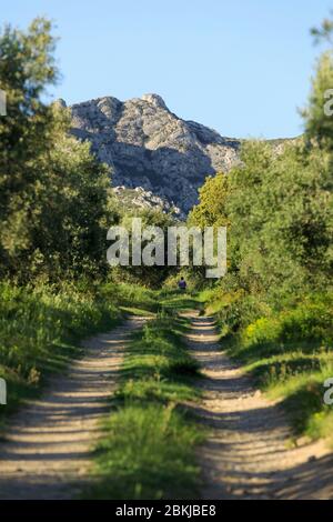 Francia, Bouches du Rhone, Parco Naturale Regionale delle Alpilles, Aureille Foto Stock