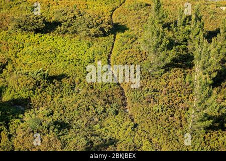 Francia, Bouches du Rhone, Parco Naturale Regionale delle Alpilles, Aureille Foto Stock