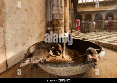 India, Rajasthan, Deshnok, Tempio di Karni Mata, primo piano sui ratti che vivono in questo tempio Foto Stock