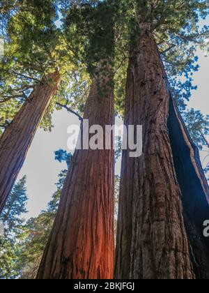 Una vista a livello del suolo di tre alberi di sequoie della california incredibilmente alti nella foresta nazionale di Sequoia presi nel giorno. Foto Stock