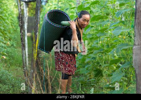 Francia, Guiana, Javouhey, Hmong agricoltori sul lavoro Foto Stock