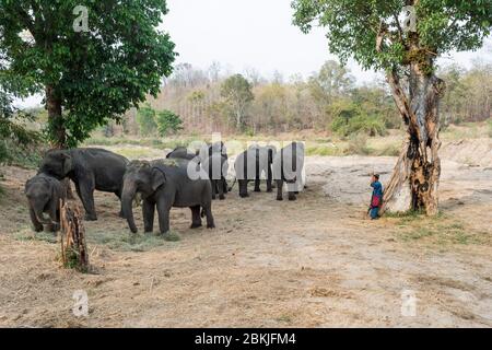 Thailandia, provincia di Lampang, Centro di conservazione degli Elefanti Tailandesi e Ospedale degli Elefanti Tailandesi Foto Stock