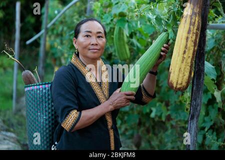 Francia, Guiana, Javouhey, Hmong coltivatori coltivare papaia Foto Stock