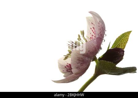 Single Open Hellebore - Christmas Rose - fiore su sfondo bianco puro Foto Stock