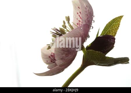 Single Open Hellebore - Christmas Rose - fiore su sfondo bianco puro Foto Stock