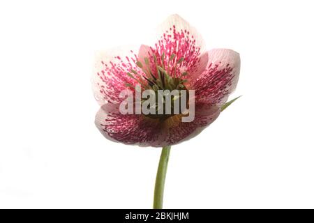 Single Open Hellebore - Christmas Rose - fiore su sfondo bianco puro Foto Stock