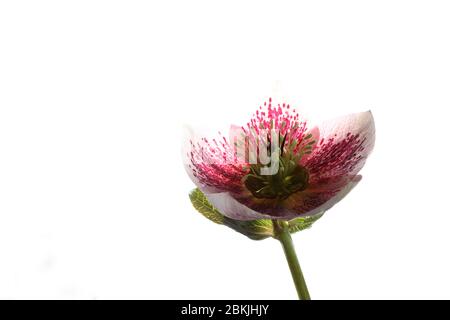 Single Open Hellebore - Christmas Rose - fiore su sfondo bianco puro Foto Stock