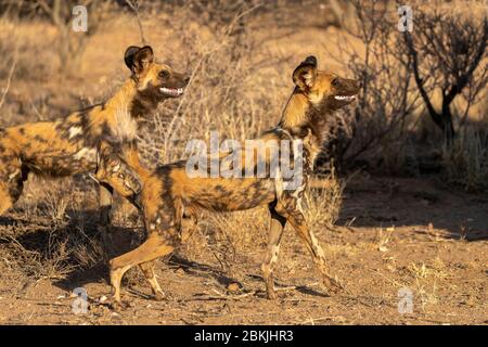 Namibia, Riserva privata, cane selvaggio africano o cane da caccia africano o cane dipinto africano (Lycaon pictus), adulto, prigioniero Foto Stock