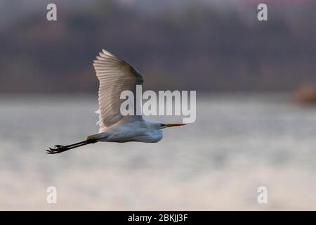 Cina, Henan ptevince, Sanmenxia, Grande Egret (Ardea alba), in volo Foto Stock