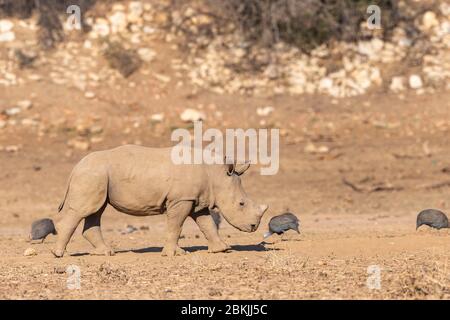 Namibia, Riserva privata, rinoceronte bianco o rinoceronte a forma di lenza quadrata (Ceratotherium simum), Adulto, prigioniero Foto Stock