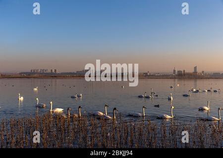 Cina, Henan ptovinal, Sanmenxia, Whooper swan (Cygnus cygnus), Foto Stock